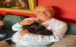 Whippet dogs for sale: The best puppies ever! - Image 18