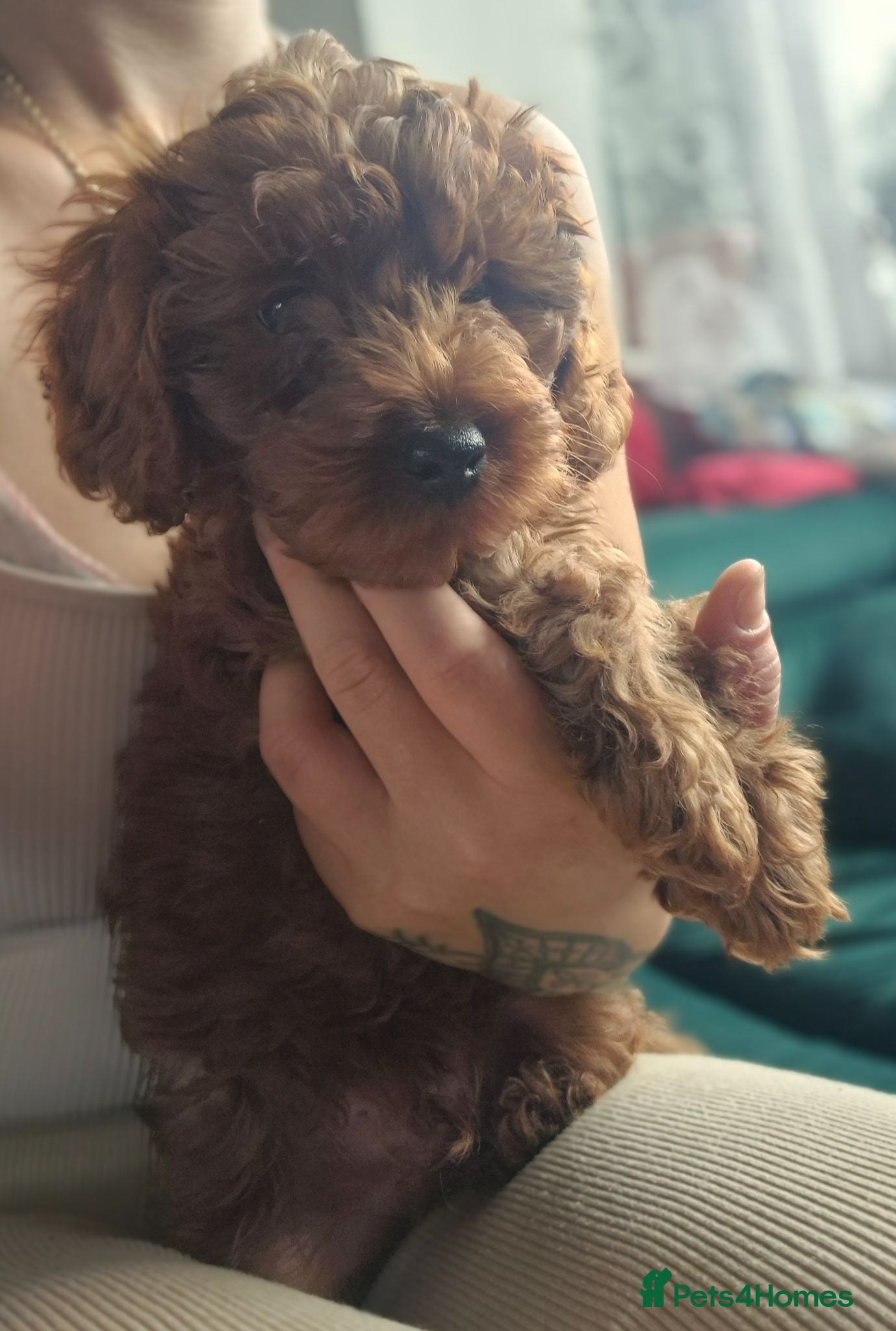 Cavapoo dogs Beautiful litter ❤️❤️ - Advert 1