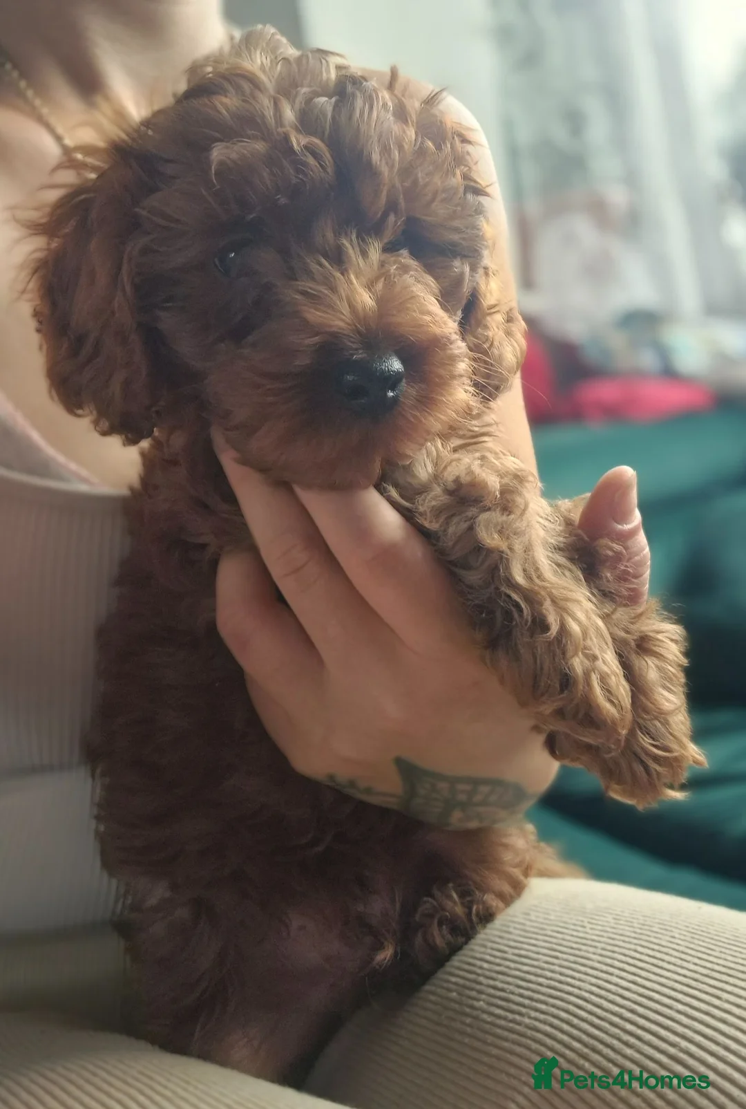 Cavapoo dogs for sale: Beautiful litter ❤️❤️ - Advert 2