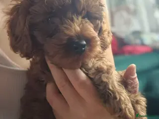Cavapoo dogs Beautiful litter ❤️❤️ - Advert 1