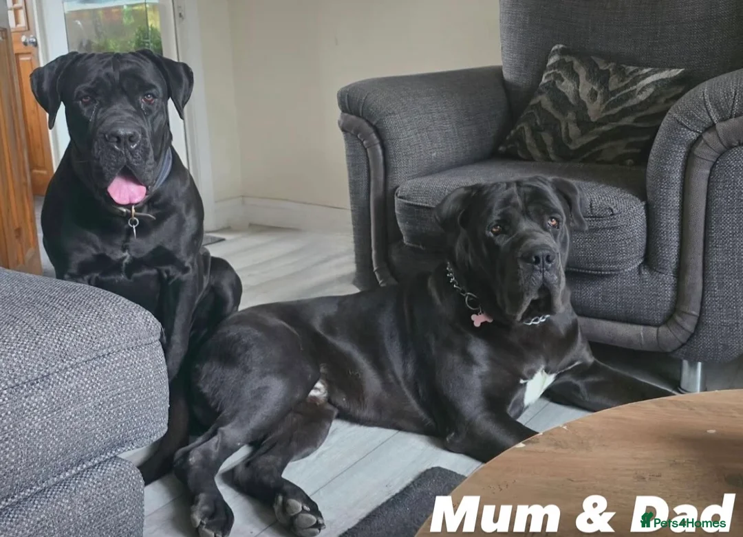 Cane Corso dogs for sale: Imported Bloodline Cane Corso Female Puppy - Advert 2