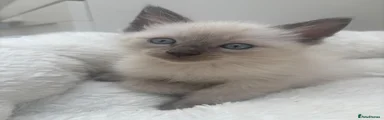 Ragdoll Kitten 3