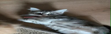 Ragcoon 5