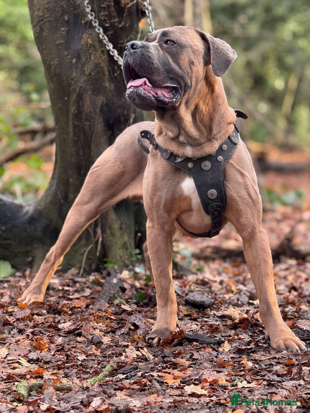 Cane Corso dogs for stud: Russian/Slovak blood cane corso stud - Advert 10