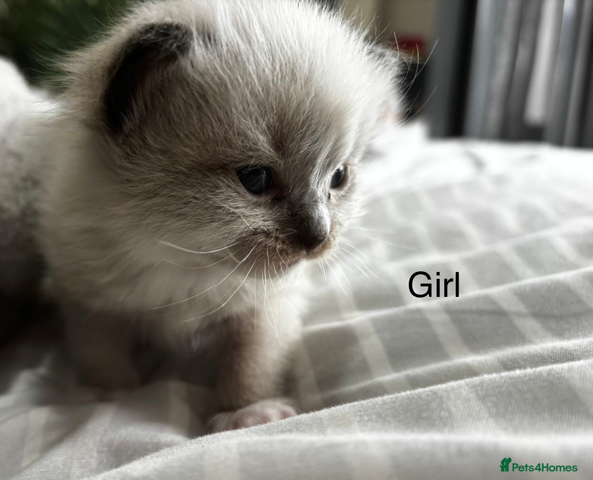 Ragdoll cats Gorgeous full ragdoll kittens  - Advert 4