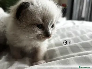 Ragdoll cats Gorgeous full ragdoll kittens - Advert 4