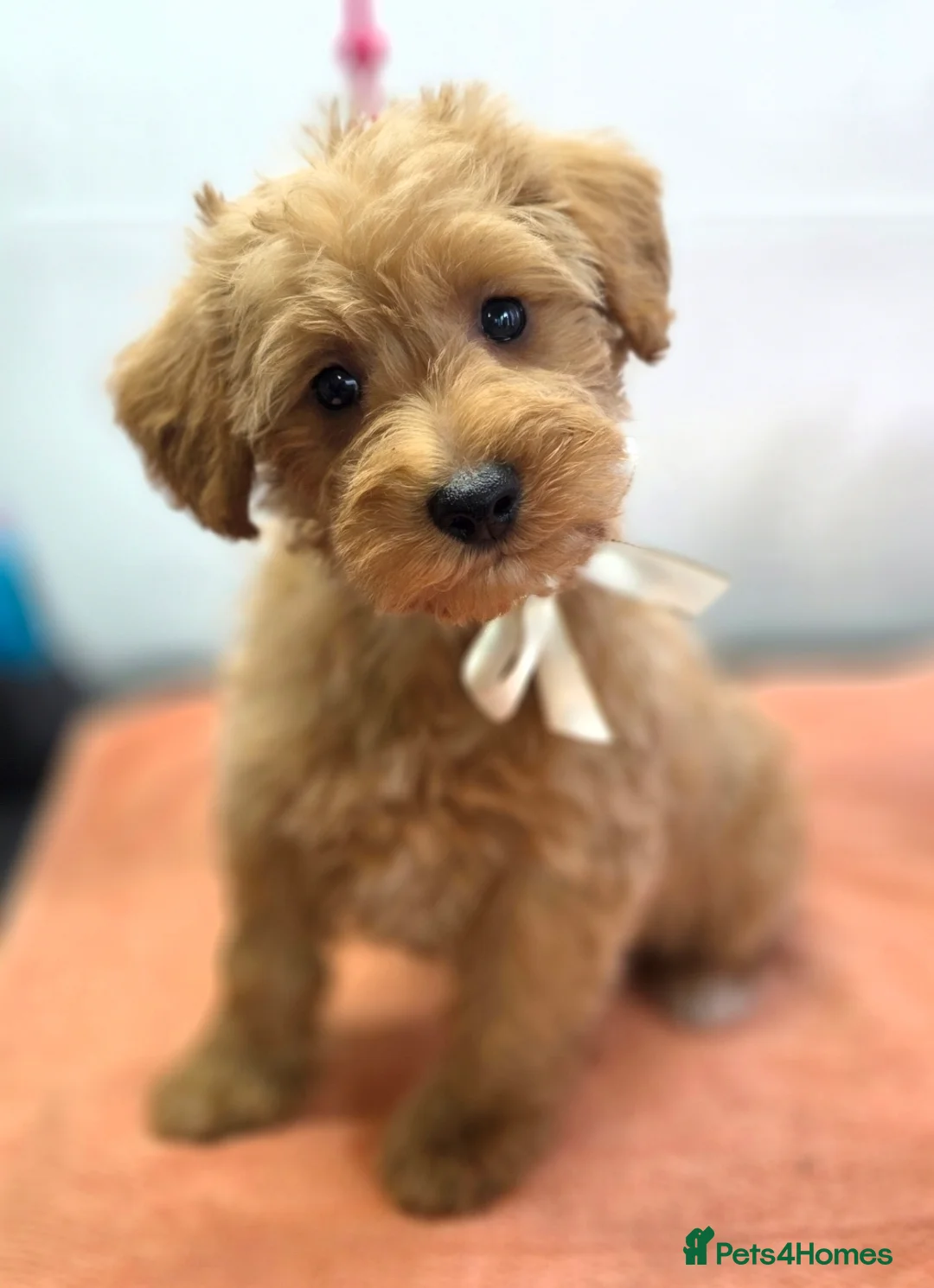 Schnoodle dogs for sale: Schnoodle puppies - Advert 1
