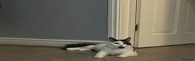 Mixed Breed Kitten 2