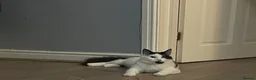 Mixed Breed cats for sale: Lovely Long Haired Cow Cat - Advert 4