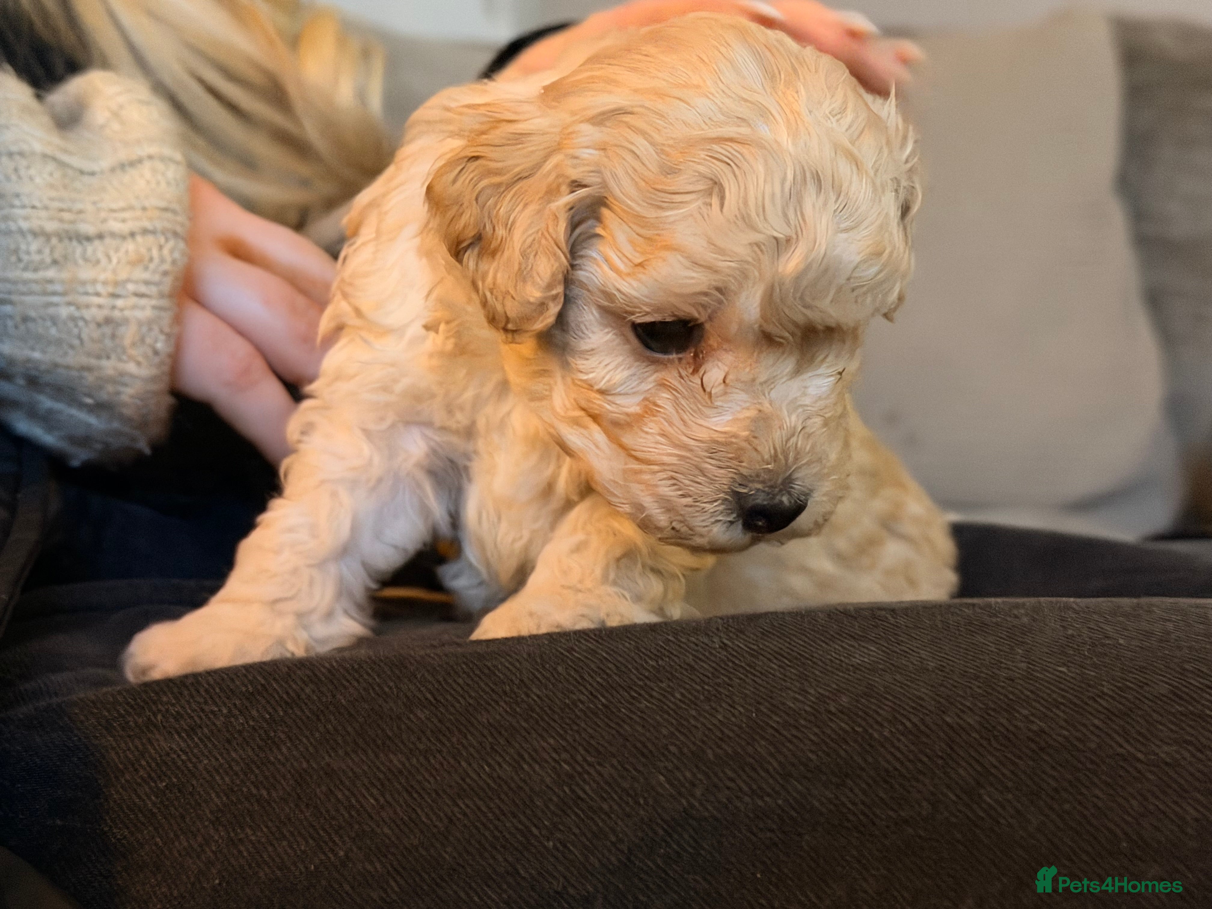 Poochon dogs Stunning apricot Poochon puppy - Advert 5