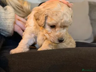 Poochon dogs Stunning apricot Poochon puppy - Advert 5