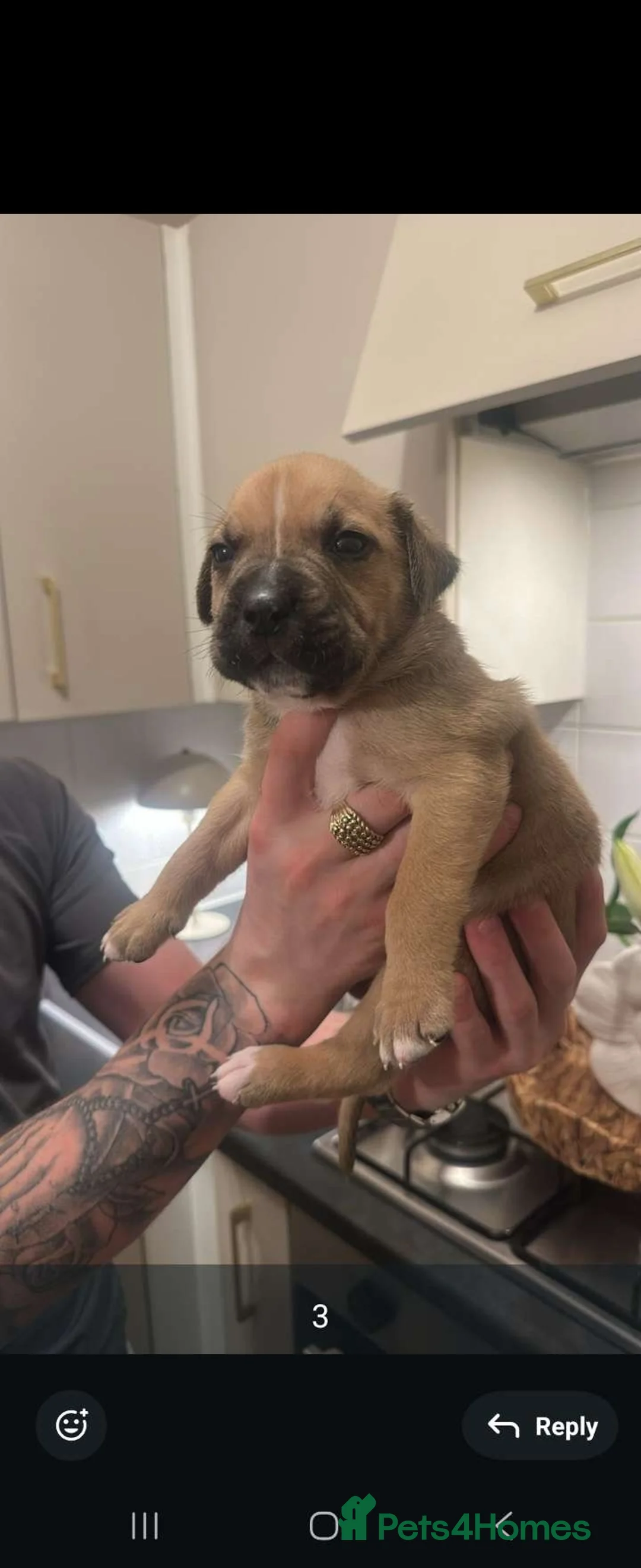 Mixed Breed dogs for sale: Staffy cross puppy's for sale - Advert 1