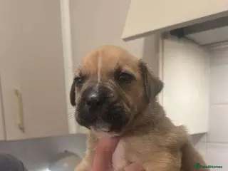 Mixed Breed dogs Staffy cross puppy's for sale - Advert 1