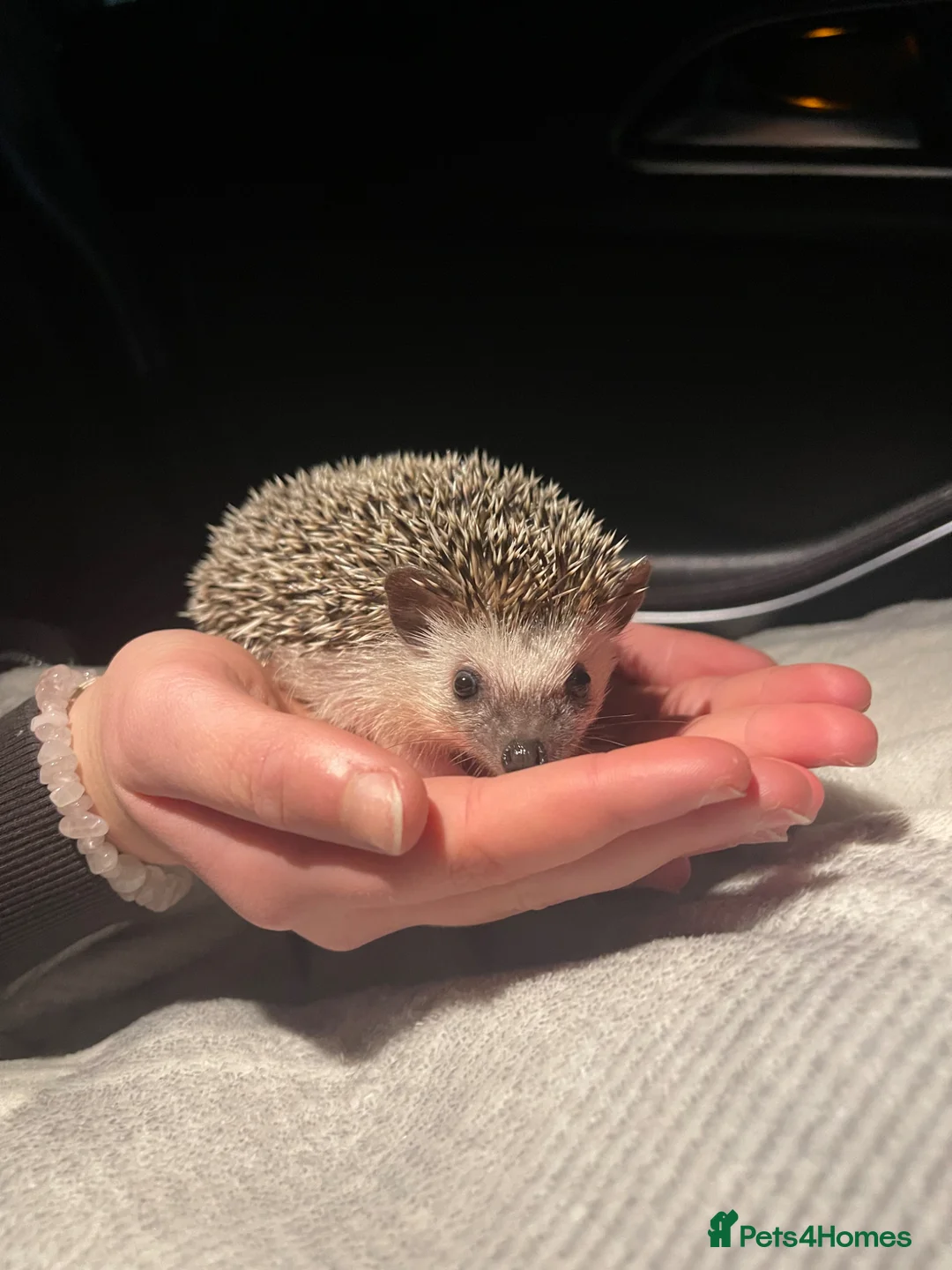 Pygmy Hedgehog rodents for sale: Beautiful boy Pygmy hedgehog  in Lichfield - Advert 1
