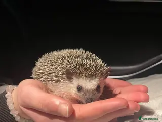 Pygmy Hedgehog rodents Beautiful boy Pygmy hedgehog - Advert 3