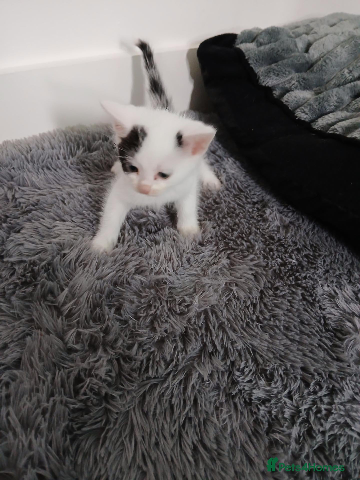 Mixed Breed cats Beautiful kittens ready to leave now  - Advert 1
