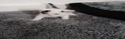 Mixed Breed cats for sale: Beautiful kittens ready to leave now  - Advert 1