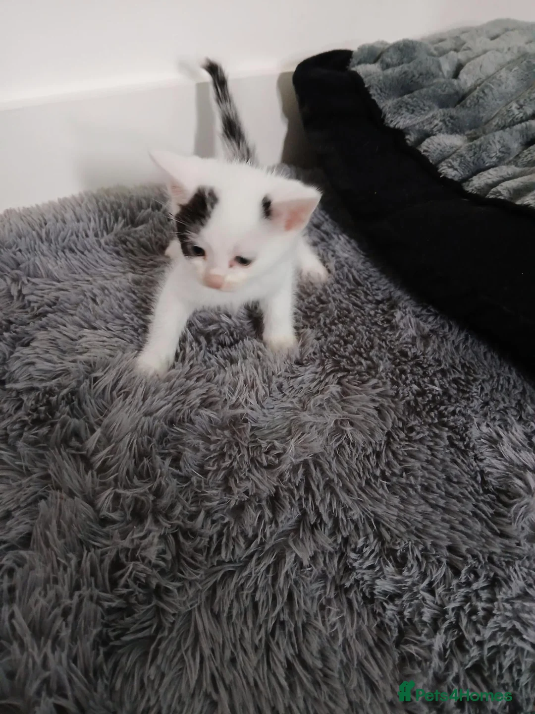 Mixed Breed cats for sale: Beautiful kittens ready to leave now  - Advert 1