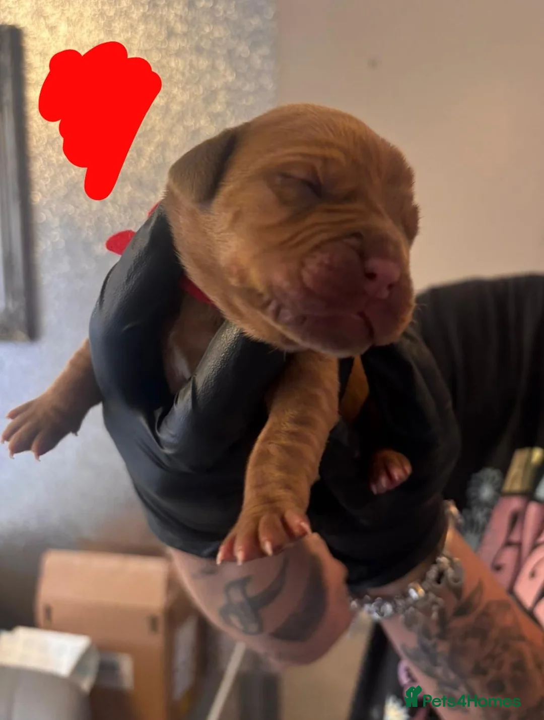 Dogue De Bordeaux dogs for sale: Exceptional KC registered Chunky Puppies  - Advert 2