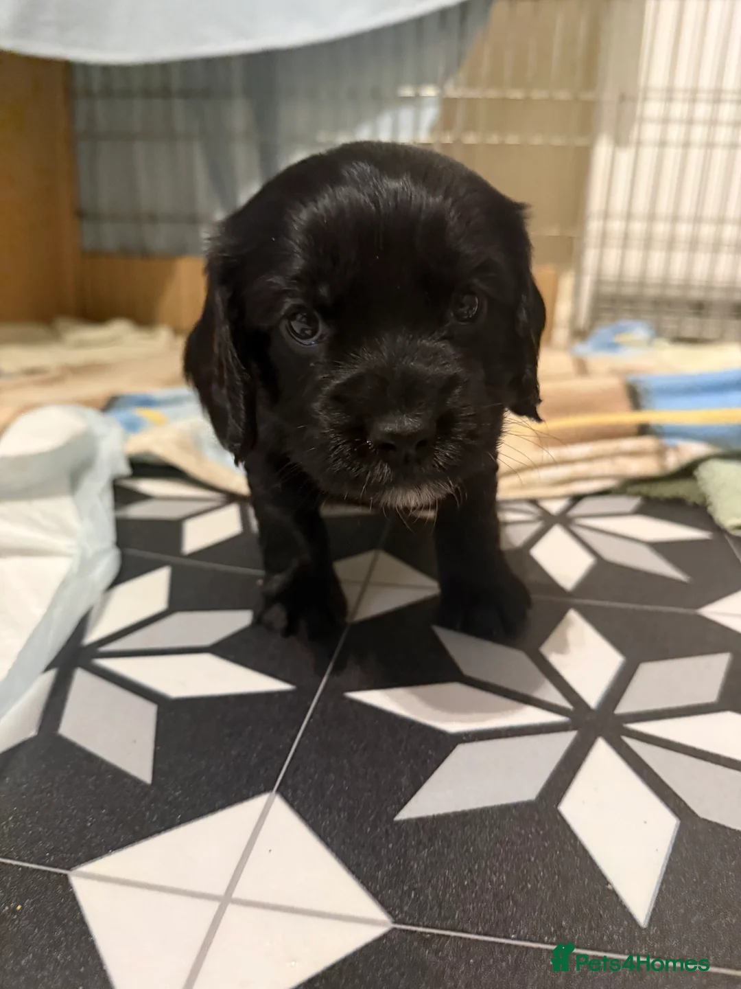 Cocker Spaniel dogs for sale: Working cocker spaniels - Advert 11