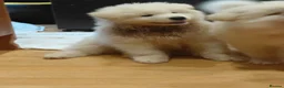 Samoyed dogs for sale: Fluffy Samoyed Puppies 🐾 - Advert 12