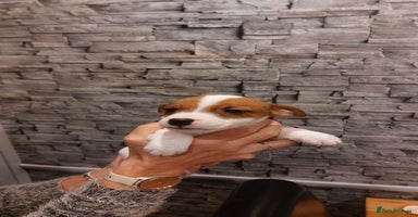 Parson Russell dogs - Advert 9
