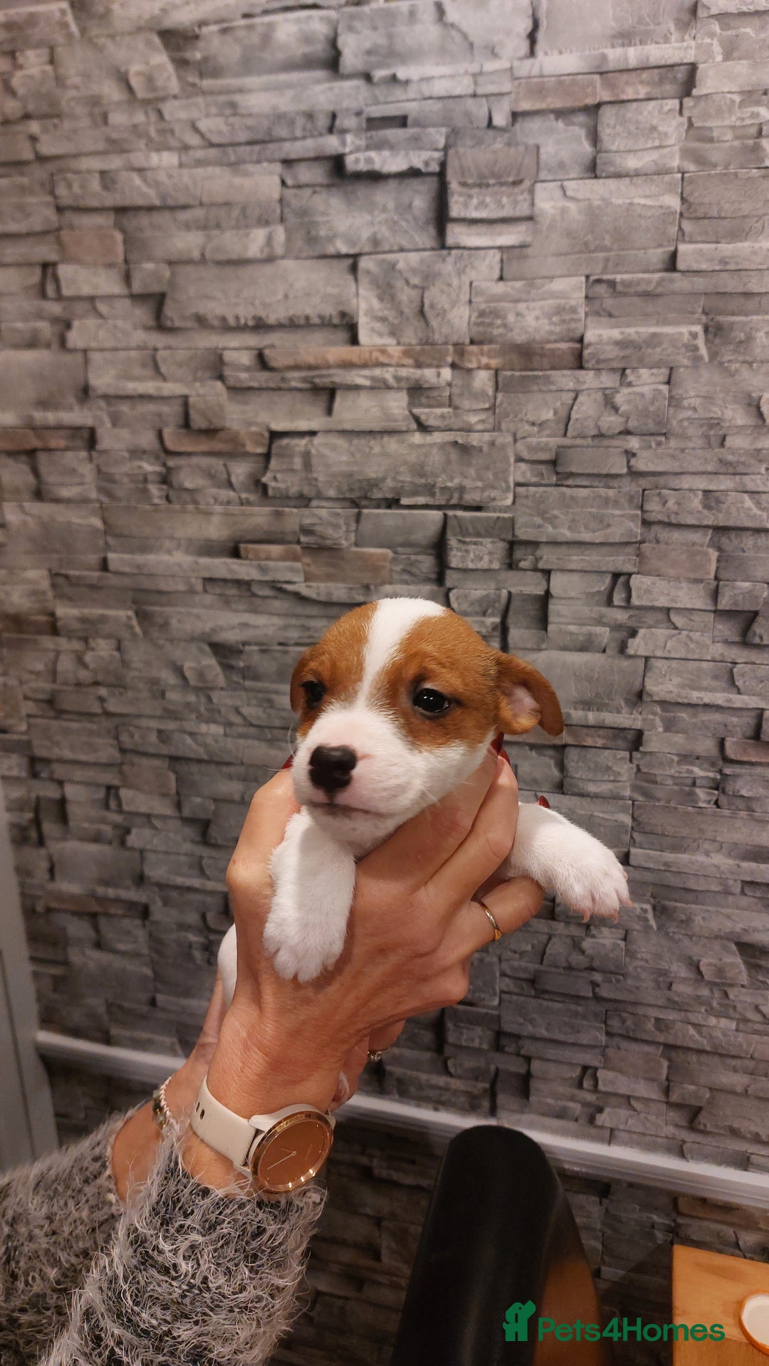 Parson Russell dogs for sale: Parson Russell for sale - Image 2
