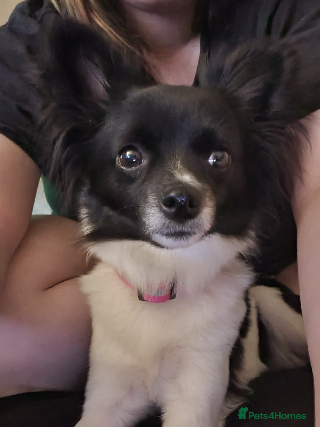 Chihuahua dogs for sale: Lovely little lady Chi - Image 4