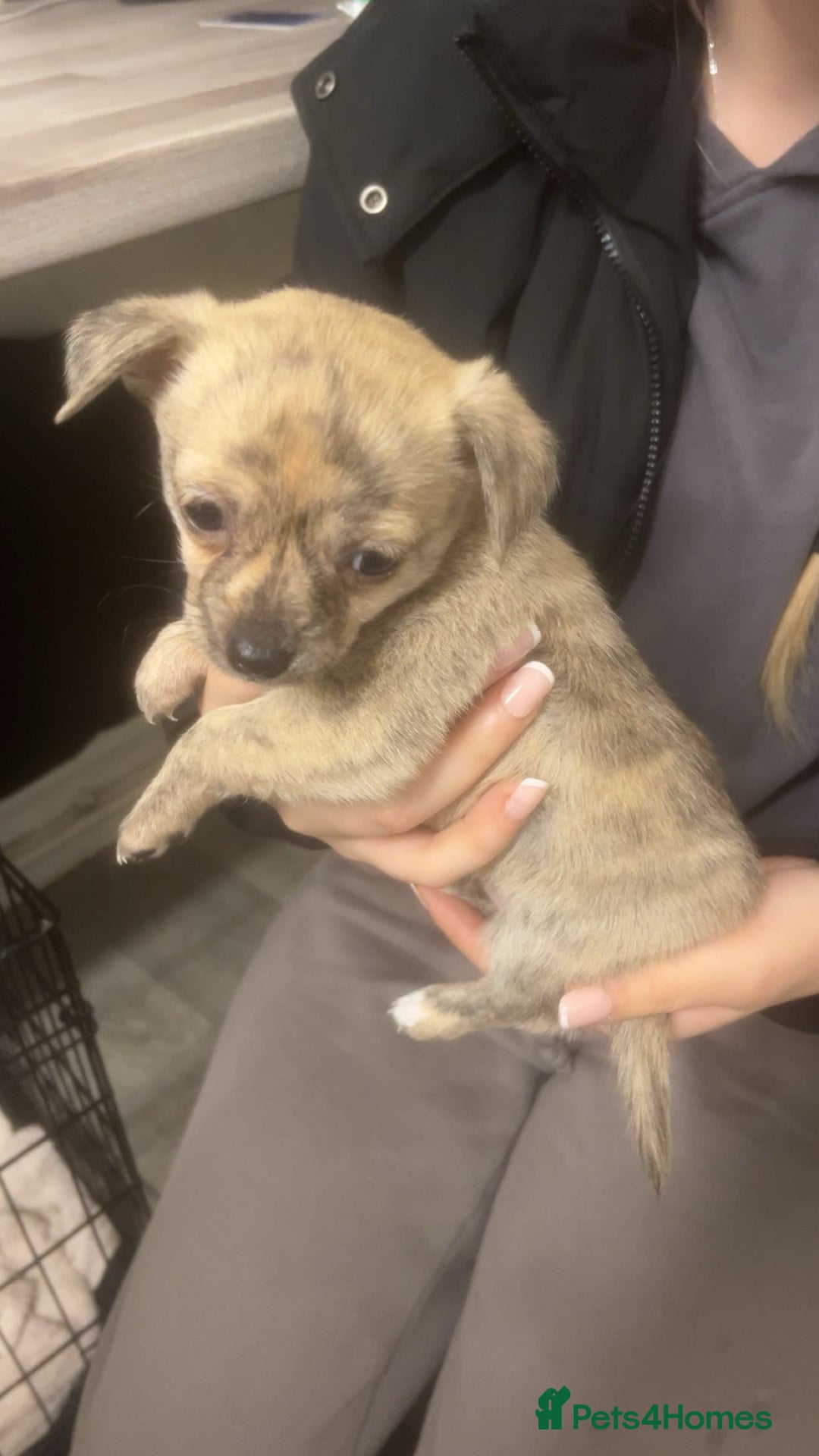 Chihuahua dogs for sale: Chihuahua pups looking for new home   - Advert 6