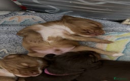 Cocker Spaniel dogs for sale: Cocker spaniel (working cocker spaniel)   - Image 17