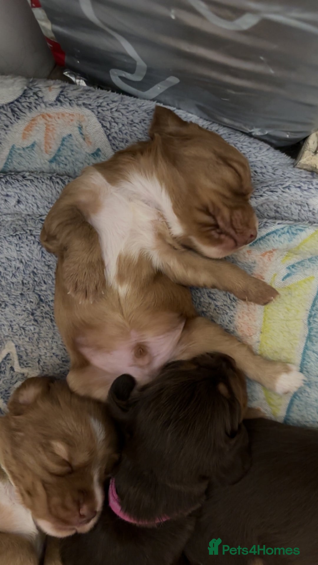 Cocker Spaniel dogs for sale: Cocker spaniel (working cocker spaniel)   - Image 17