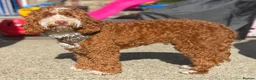 Cockapoo dogs for sale: F1 mini cockapoo 7 month 🩵30 dna health tested  - Advert 3