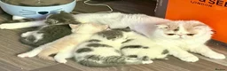 Exotic cats for sale: Outstanding Exotic Shorthair Kittens - Advert 22