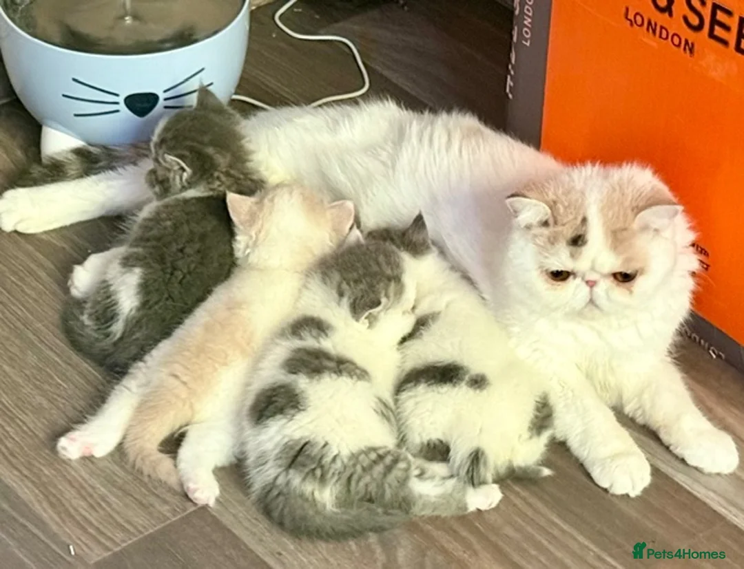 Exotic cats for sale: Outstanding Exotic Shorthair Kittens - Advert 22