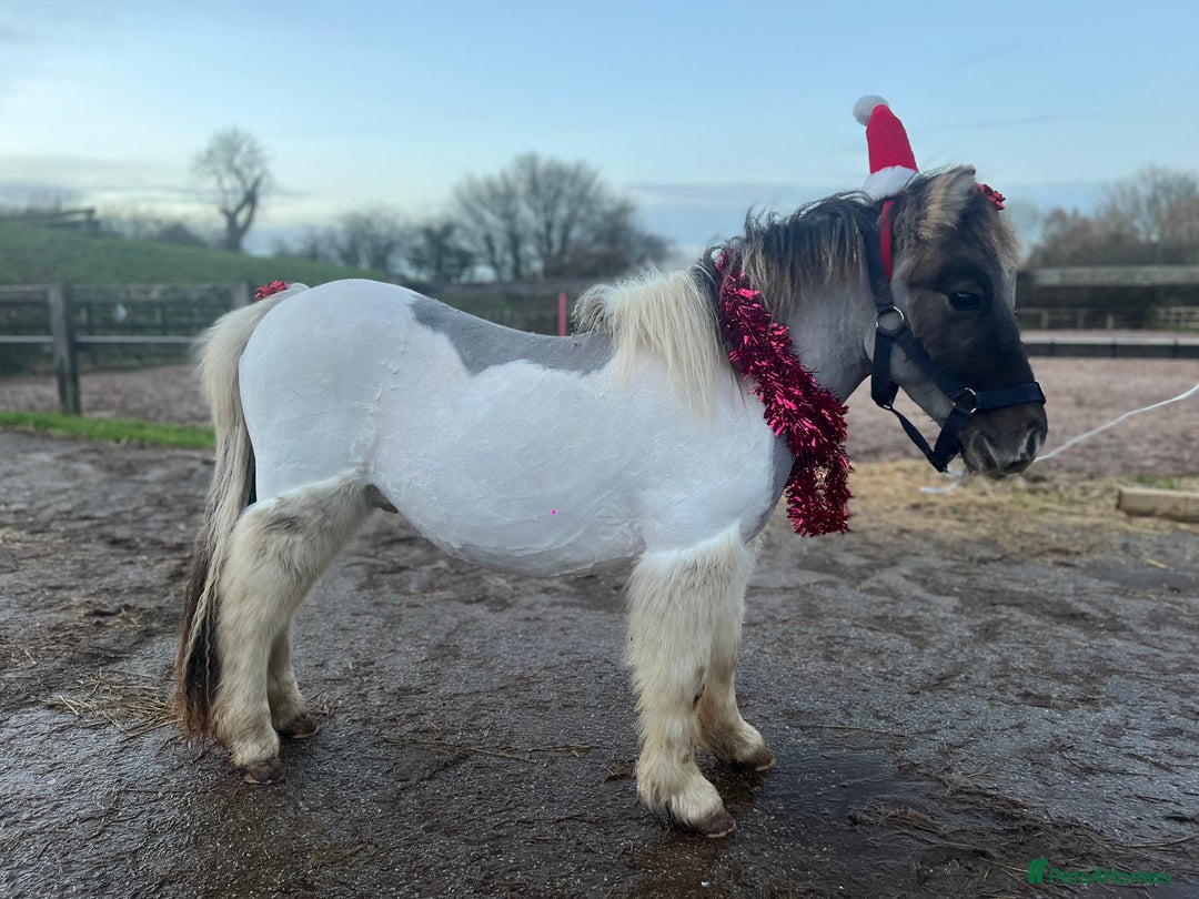 Shetland pony horses for sale: Cracker - Advert 3