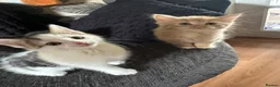 Mixed Breed cats for sale: ‼️4 beautiful male kitten ready to leave now - Advert 8