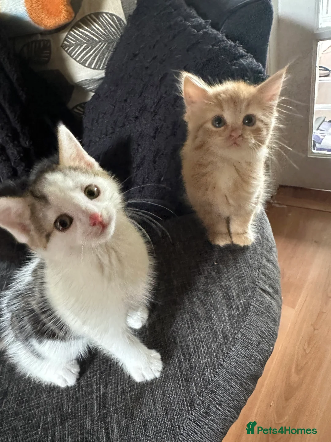 Mixed Breed cats for sale: ‼️4 beautiful male kitten ready to leave now - Advert 8