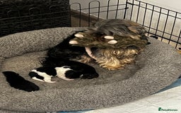 Yorkshire Terrier dogs for sale: Mini Yorkie looking for a new home  - Advert 12