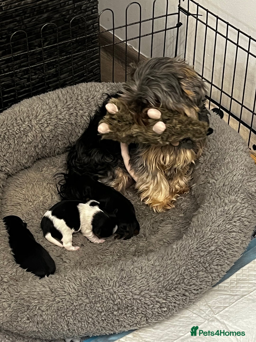 Yorkshire Terrier dogs for sale: Mini Yorkie looking for a new home  - Advert 12