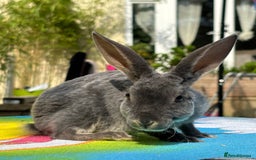 Rex rabbits for sale: READY NOW Vienna gene carrier Mini Rex babies - Image 9