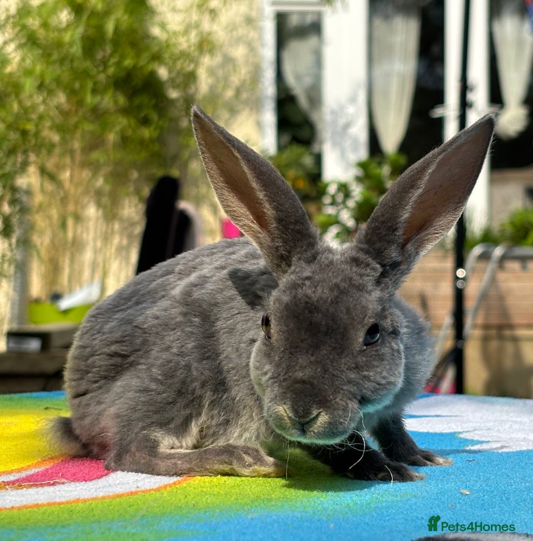 Rex rabbits for sale: READY NOW Vienna gene carrier Mini Rex babies - Image 9