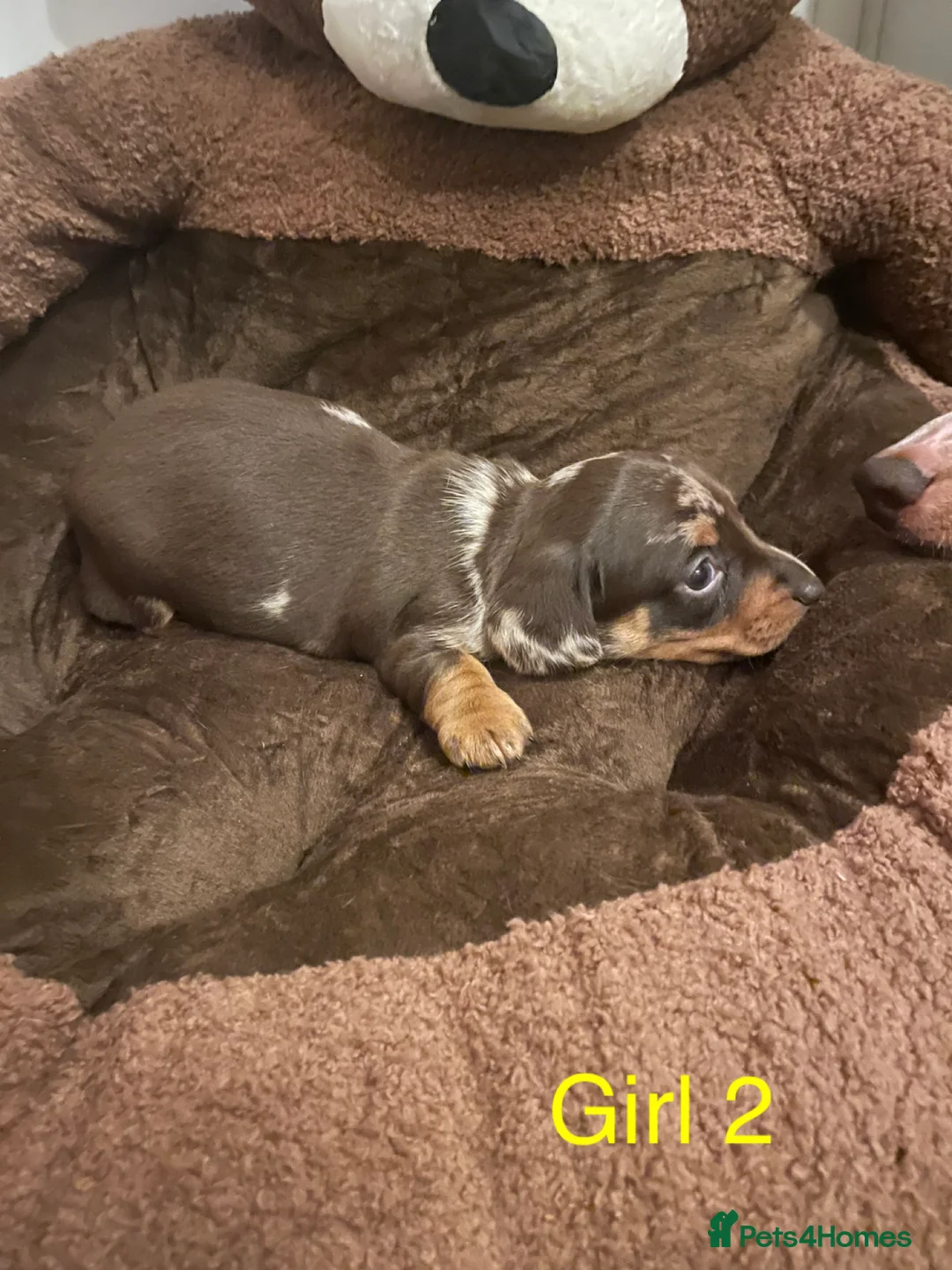 Miniature Dachshund dogs for sale: Miniature dapple piebald puppies - Advert 22