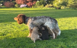 Cocker Spaniel dogs for sale: Beautiful working cocker spaniels - Image 1
