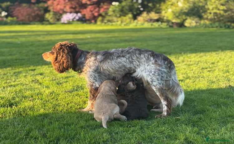 Cocker Spaniel dogs - Advert 11