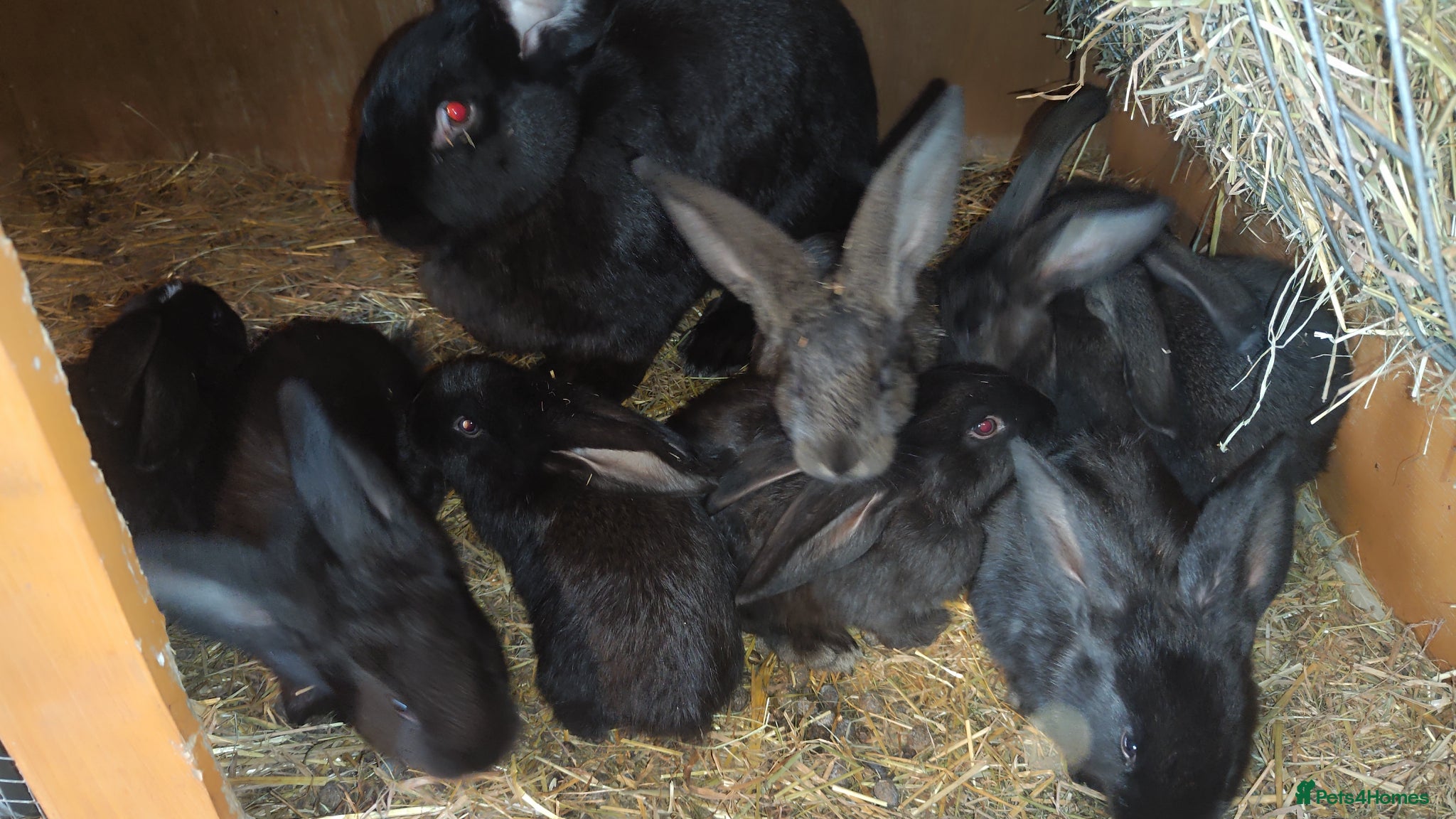 Continental Giant rabbits Continental giant baby rabbits - Advert 3