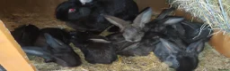 Continental Giant rabbits for sale: Continental giant baby rabbits - Advert 1