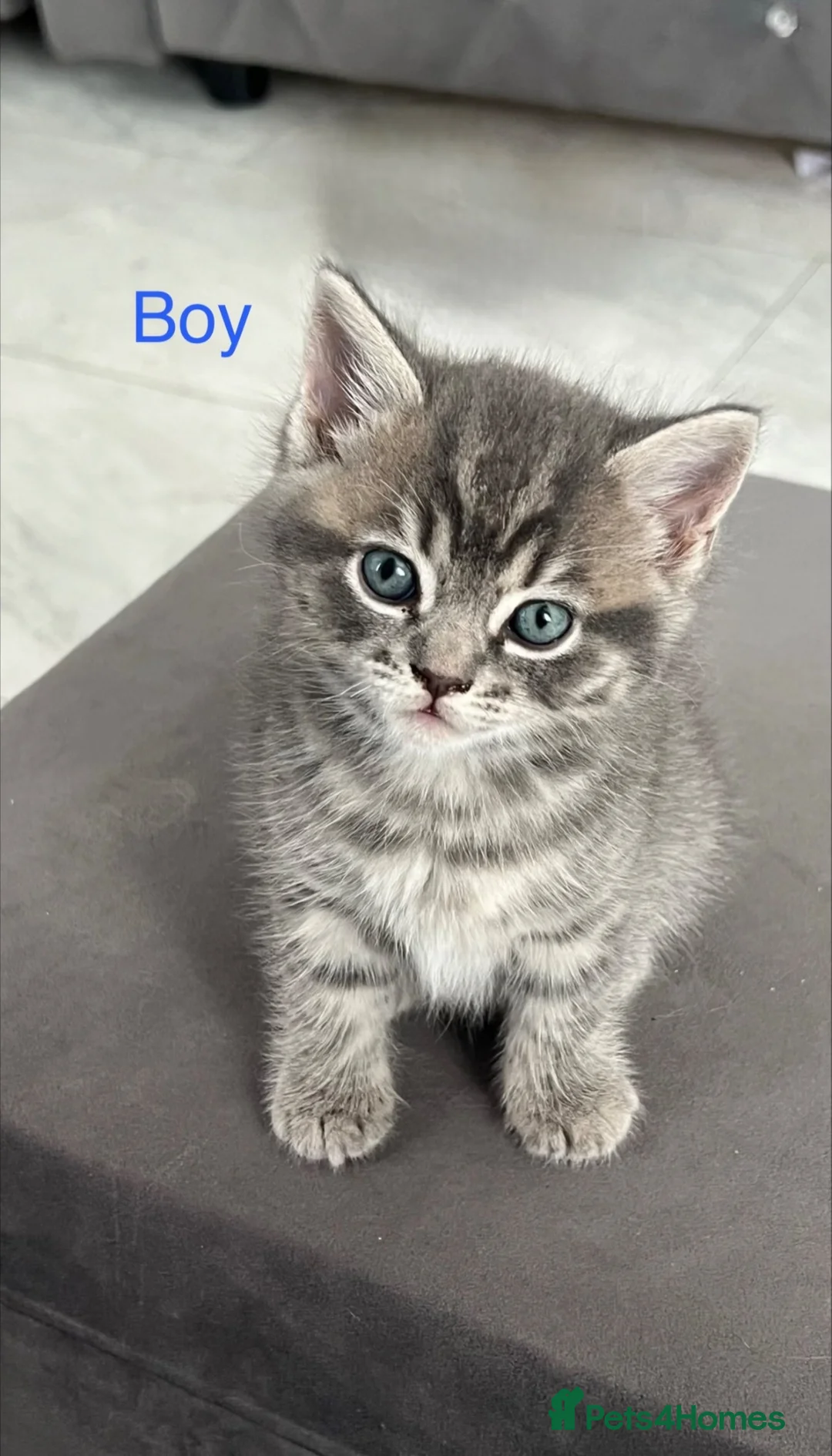 British Shorthair cats for sale: British shorthair tabby x Ragdoll blue point mix  - Advert 1
