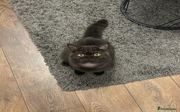 British Shorthair cats for sale: RARE COLOUR PURE PEDIGREE BSH KITTENS. 1 BOY LEFT. - Image 1