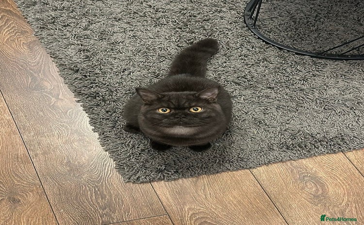 British Shorthair cats - Advert 5