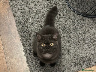 British Shorthair cats - Advert 9